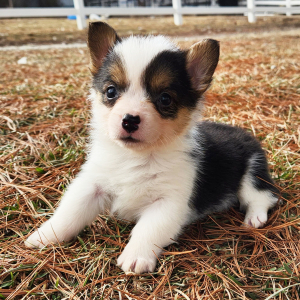 Pembroke Welsh Corgi Puppy Mitsy