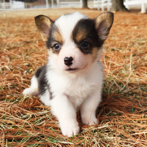 Pembroke Welsh Corgi Puppy Mitsy