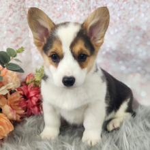 Pembroke Welsh Corgi Puppy Mitsy