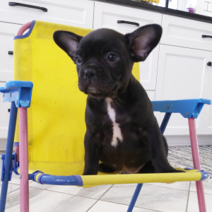 Frenchton Puppy Zach
