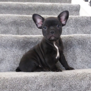 Frenchton Puppy Zach