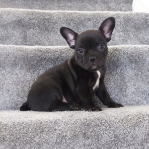 Frenchton Puppy Zach