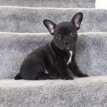 Frenchton Puppy Zach