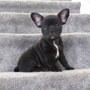 Frenchton Puppy Zach