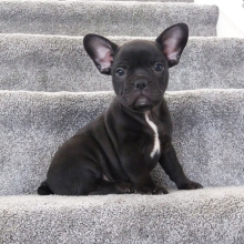 Frenchton Puppy Zach