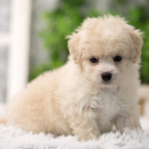 Shihpoo Puppy Richie
