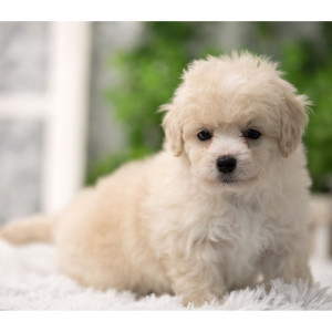 Shihpoo Puppy Richie