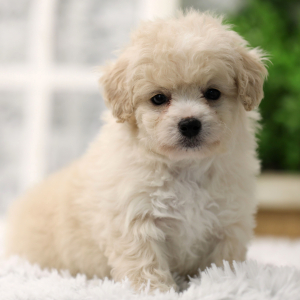 Shihpoo Puppy Richie