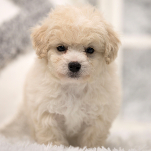 Shihpoo Puppy Richie