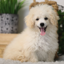 Shihpoo Puppy Richie