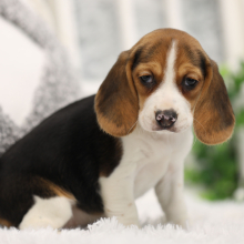 Beagle Puppy Honeysuckle