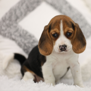 Beagle Puppy Honeysuckle