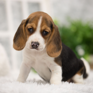Beagle Puppy Honeysuckle