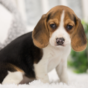 Beagle Puppy Honeysuckle