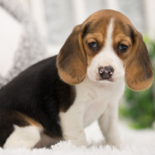 Beagle Puppy Honeysuckle
