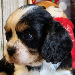 Cavalier King Charles Spaniel Puppy Dixey