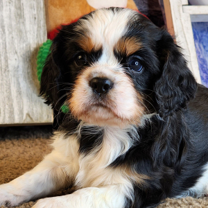 Cavalier King Charles Spaniel Puppy Dixey