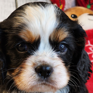 Cavalier King Charles Spaniel Puppy Dixey