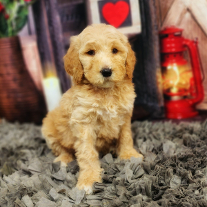 Poodle Puppy Alvin