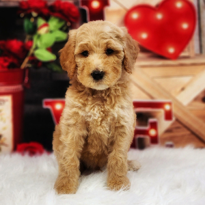 Poodle Puppy Alvin