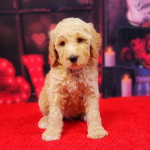 Poodle Puppy Alvin