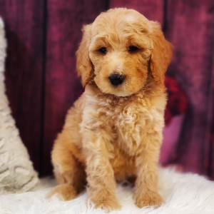 Poodle Puppy Alvin