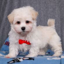 Maltipoo Puppy Kane