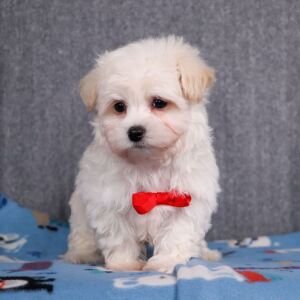 Maltipoo Puppy Kane