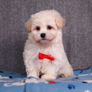 Maltipoo Puppy Kane
