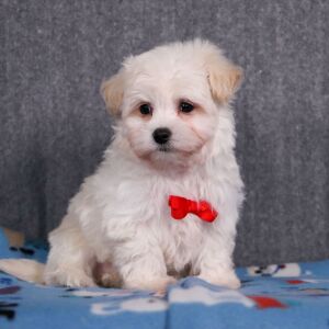 Maltipoo Puppy Kane