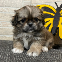 Shih Tzu Puppy TJ