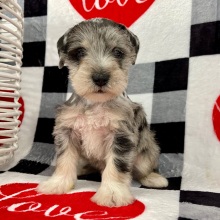Miniature Schnauzer Puppy Alexander