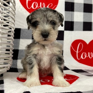 Miniature Schnauzer Puppy Alexander