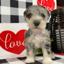 Miniature Schnauzer Puppy Alexander
