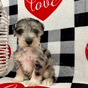 Miniature Schnauzer Puppy Alexander
