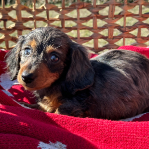 Dachshund Puppy Steel