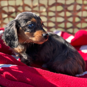 Dachshund Puppy Steel