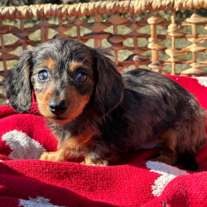 Dachshund Puppy Steel