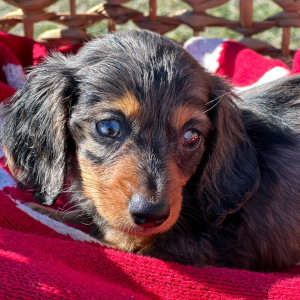 Dachshund Puppy Steel