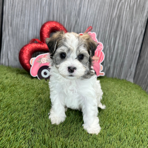Havanese Puppy Megan