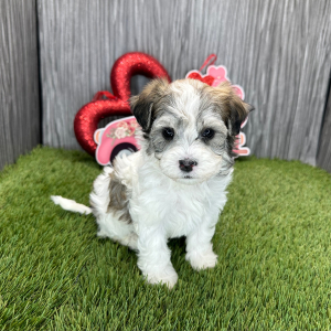 Havanese Puppy Megan