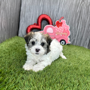 Havanese Puppy Megan