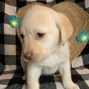 Labrador Retriever Puppy Winnie
