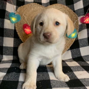 Labrador Retriever Puppy Winnie