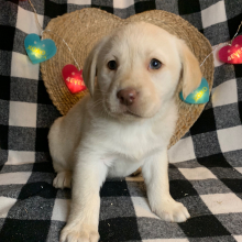 Labrador Retriever Puppy Winnie