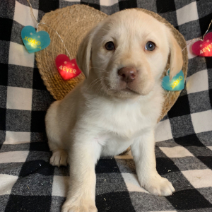 Labrador Retriever Puppy Winnie