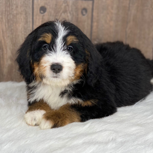 Bernedoodle Puppy Brady