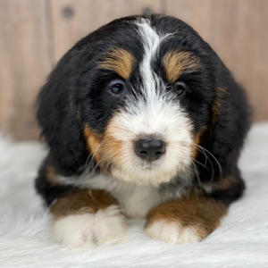 Bernedoodle Puppy Brady