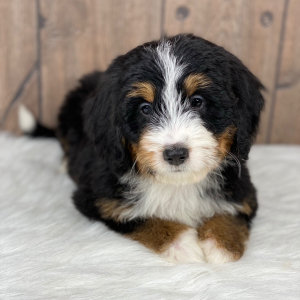 Bernedoodle Puppy Brady