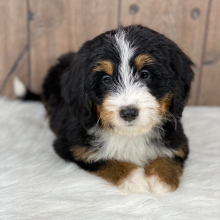 Bernedoodle Puppy Brady